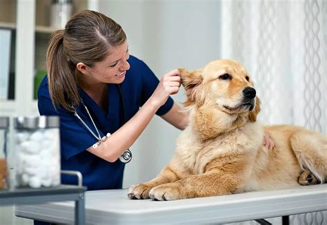 Pet Care Technician Jobs Pet Care Technician Jobs