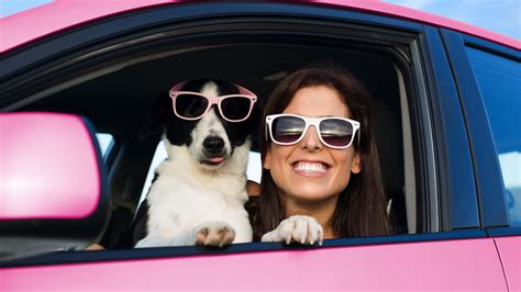 Pet Taxi Services In Michiana Fetch Pet Care Pet Taxi Services In Michiana Fetch Pet Care