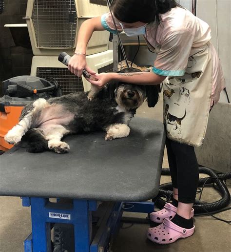 Pin On Tlc Pet Haven Grooming Portfolio Pin On Tlc Pet Haven Grooming Portfolio
