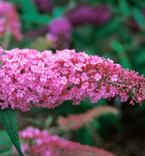 Pink Delight Butterfly Bush Plant Pink Delight Butterfly Bush Plant