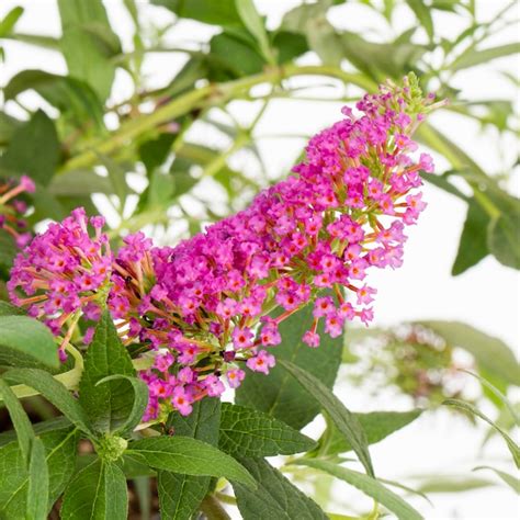 Pink Delight Butterfly Bush Size Pink Delight Butterfly Bush Size