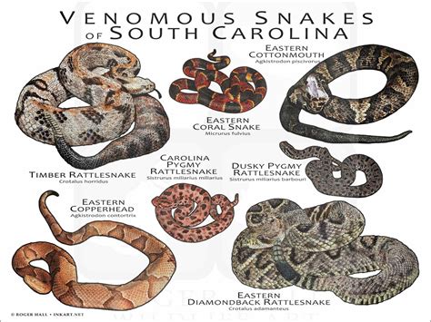 Poisonous Snakes In Sc Poisonous Snakes In Sc