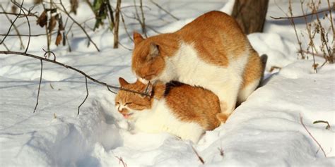 Porn Of Cat