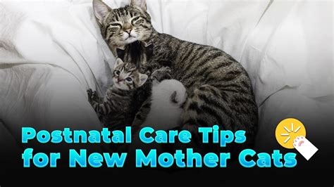 5 Tips Post Natal Cat Care