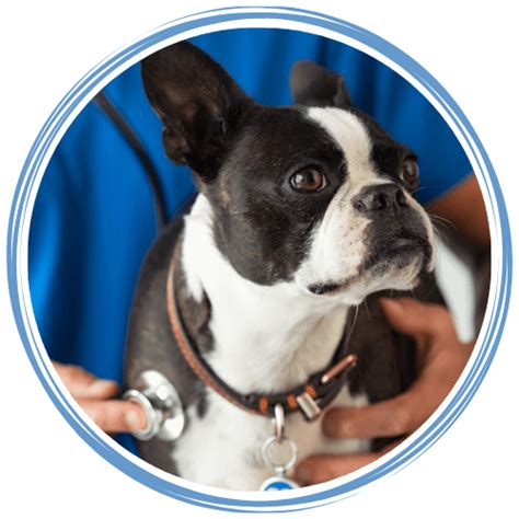 Prattville Al Veterinary Services Animal Medical Clinic Of Prattville Prattville Al Veterinary Services Animal Medical Clinic Of Prattville