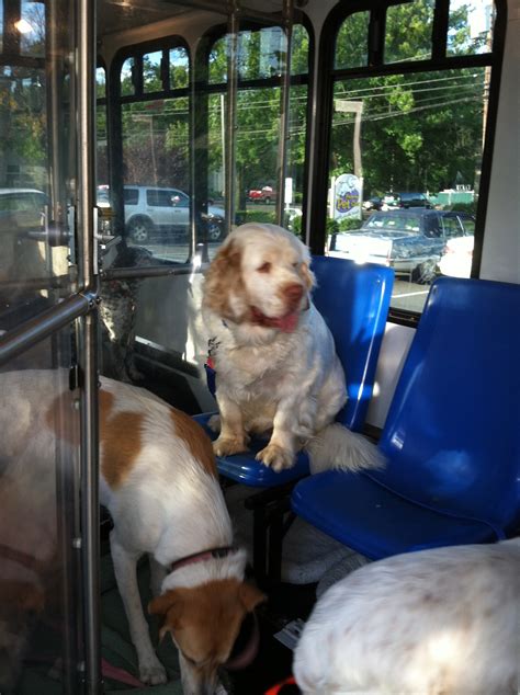 5 Tips Pet Care
