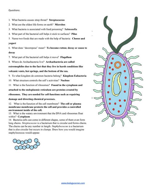 Prokaryotic Coloring