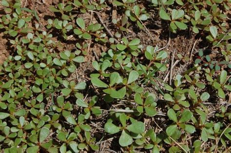 Purslane In Arizona