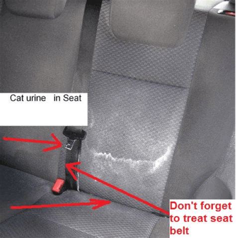 Remove Cat Pee Smell Out Of A Car Seat And Vehicle Carpet The Odor Remove Cat Pee Smell Out Of A Car Seat And Vehicle Carpet The Odor