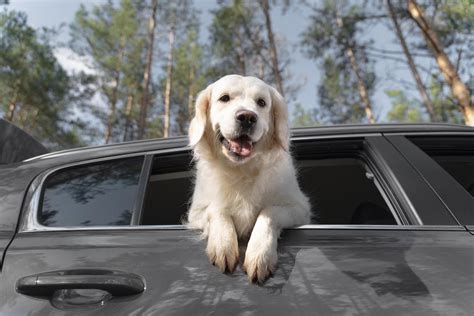 Rental Cars That Allow Dogs Rental Cars That Allow Dogs