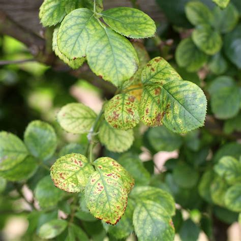 Rose Magnesium Deficiency