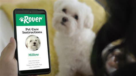 5 Tips Rover Dog Care 5 Tips Rover Dog Care