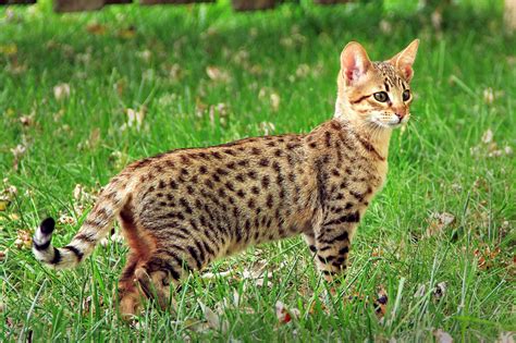 5 Tips Savannah Cat Care