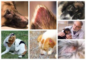 Scabs On Dog S Head Or Neck Top Reasons With Pictures Scabs On Dog S Head Or Neck Top Reasons With Pictures