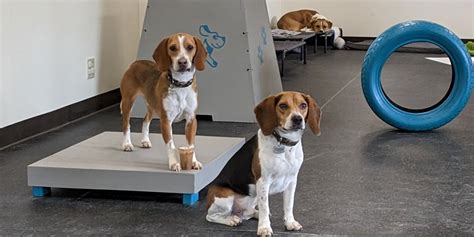 Scooter S Pet Care Dog Daycare Training Boarding Bathing Seattle Wa Scooter S Pet Care Dog Daycare Training Boarding Bathing Seattle Wa