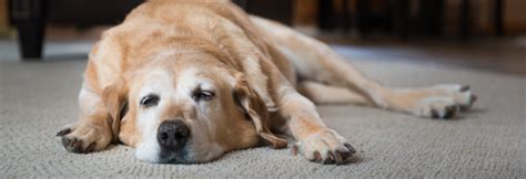 Senior Dog Care Duxbury Animal Hospital