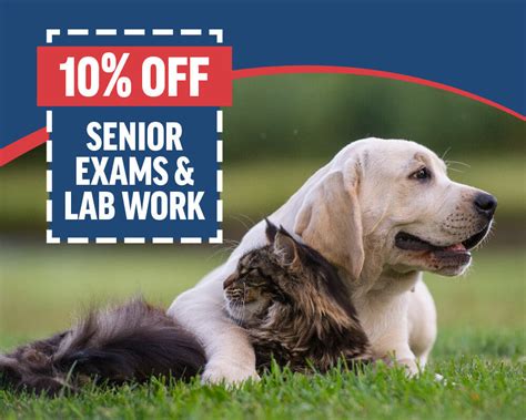 Senior Dog Care Services Nearby