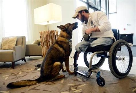 Service Dog Lends War Veteran A Helping Paw Service Dogs Veteran Service Dog Lends War Veteran A Helping Paw Service Dogs Veteran