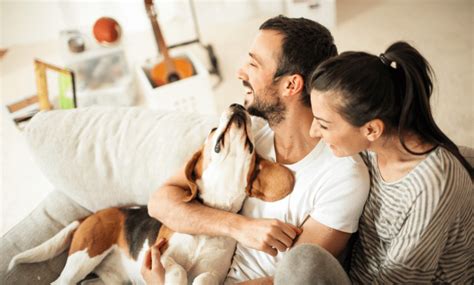 Should You Allow Tenants With Pets In Your Rental Property Hayeswinckle Should You Allow Tenants With Pets In Your Rental Property Hayeswinckle