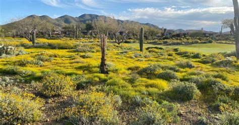 Stinknet Arizona