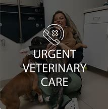 Stress Free Veterinary And Grooming Care Family Companion Animal Care Stress Free Veterinary And Grooming Care Family Companion Animal Care