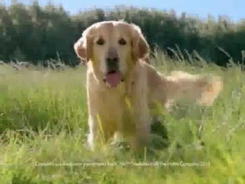 Subaru Dog Commercial Funny Commercials Youtube Subaru Dog Commercial Funny Commercials Youtube