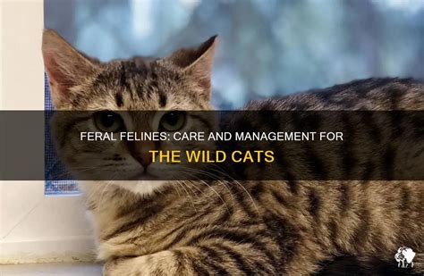 Care For Feral Cats