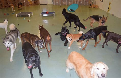 Teacher S Pet K 9 School Doggie Day Care Teacher S Pet K 9 School Doggie Day Care