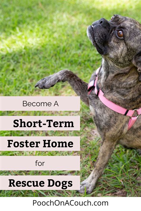 5 Tips Foster Dogs
