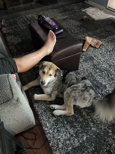 Tender Loving Care Pet Sitting Services