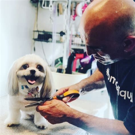 The Best Fullerton Mobile Pet Groomers To Pamper Your Dog Completely The Best Fullerton Mobile Pet Groomers To Pamper Your Dog Completely