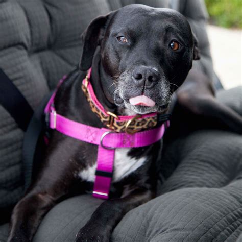 The Ultimate Guide To Dog Safety In The Car Animals Matter Inc The Ultimate Guide To Dog Safety In The Car Animals Matter Inc
