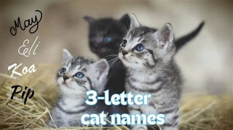Three Letter Cat Names Tiny But Mighty Short Names For Your New Cat Three Letter Cat Names Tiny But Mighty Short Names For Your New Cat