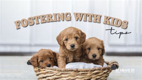 Tips For Fostering Dogs When You Have Kids Sit Means Sit Dog Training Tips For Fostering Dogs When You Have Kids Sit Means Sit Dog Training