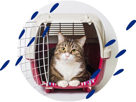 Tips For Transporting Your Cat