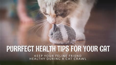 Top 10 Health Tips For Your Cat During A Cat Crawl Housepetscare Com Top 10 Health Tips For Your Cat During A Cat Crawl Housepetscare Com