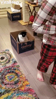 5 Tips Transporting Cats