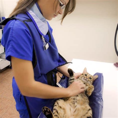Trussville Emergency Pet Care Services