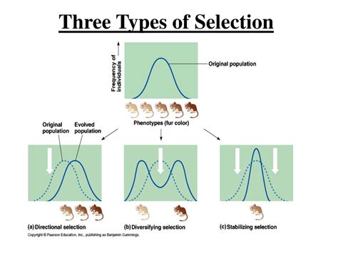 Types of Selection Explained