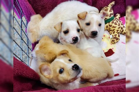 Universal City Animal Care Services