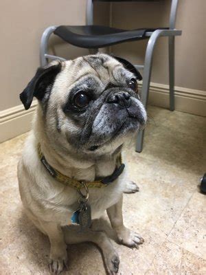Universal City Animal Hospital 43 Reviews Veterinarians 2510 Pat Universal City Animal Hospital 43 Reviews Veterinarians 2510 Pat