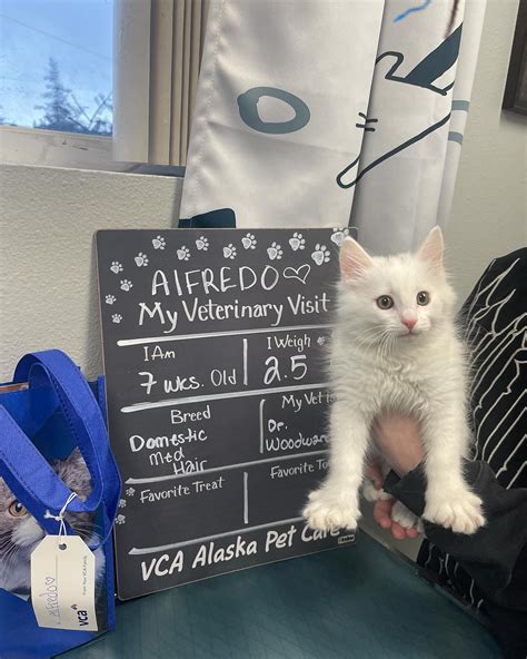 Vca Alaska Pet Care Vcaalaskapetcare Instagram Photos And Videos Vca Alaska Pet Care Vcaalaskapetcare Instagram Photos And Videos