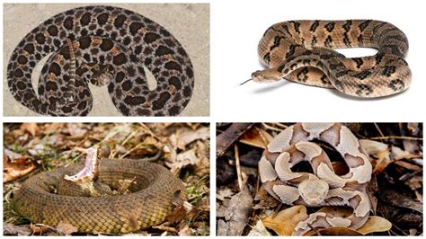 Venomous Snakes In Tennessee Wbir Com Venomous Snakes In Tennessee Wbir Com