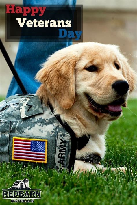 Veteran S Day Military Working Dogs Working Dogs Natural Dog Veteran S Day Military Working Dogs Working Dogs Natural Dog