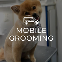 Veterinary And Grooming Care Family Companion Animal Care Center Mentor Veterinary And Grooming Care Family Companion Animal Care Center Mentor