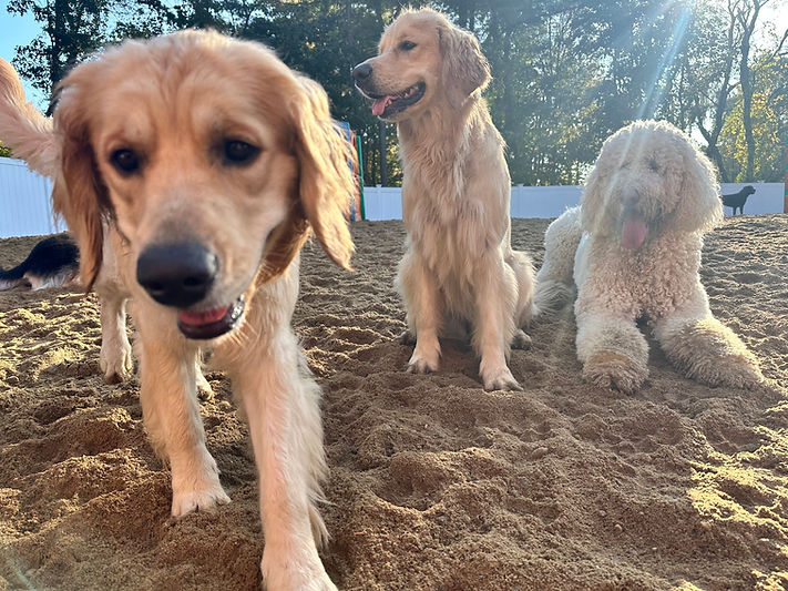 5 Tips Village Sentry Pet Care