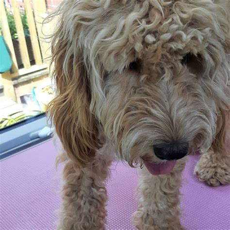 Waggy Tail Dog Grooming And Pet Services Pet Groomer In Kilburn Waggy Tail Dog Grooming And Pet Services Pet Groomer In Kilburn