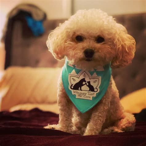 Waggy Tail Pet Care Updated July 2024 92 Photos 52 Reviews Waggy Tail Pet Care Updated July 2024 92 Photos 52 Reviews
