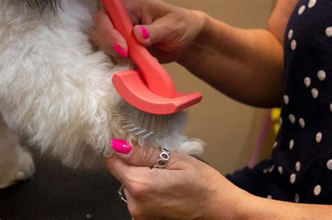 What Dog Brushes And Combs To Use And How To Use Them Tlc Dog Grooming What Dog Brushes And Combs To Use And How To Use Them Tlc Dog Grooming
