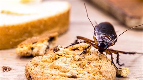 What Draws Roaches